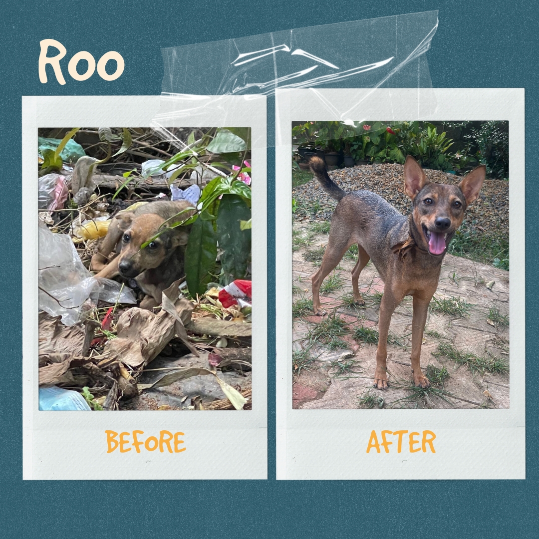 Roo, abandoned between a pile of rubbish starving to death