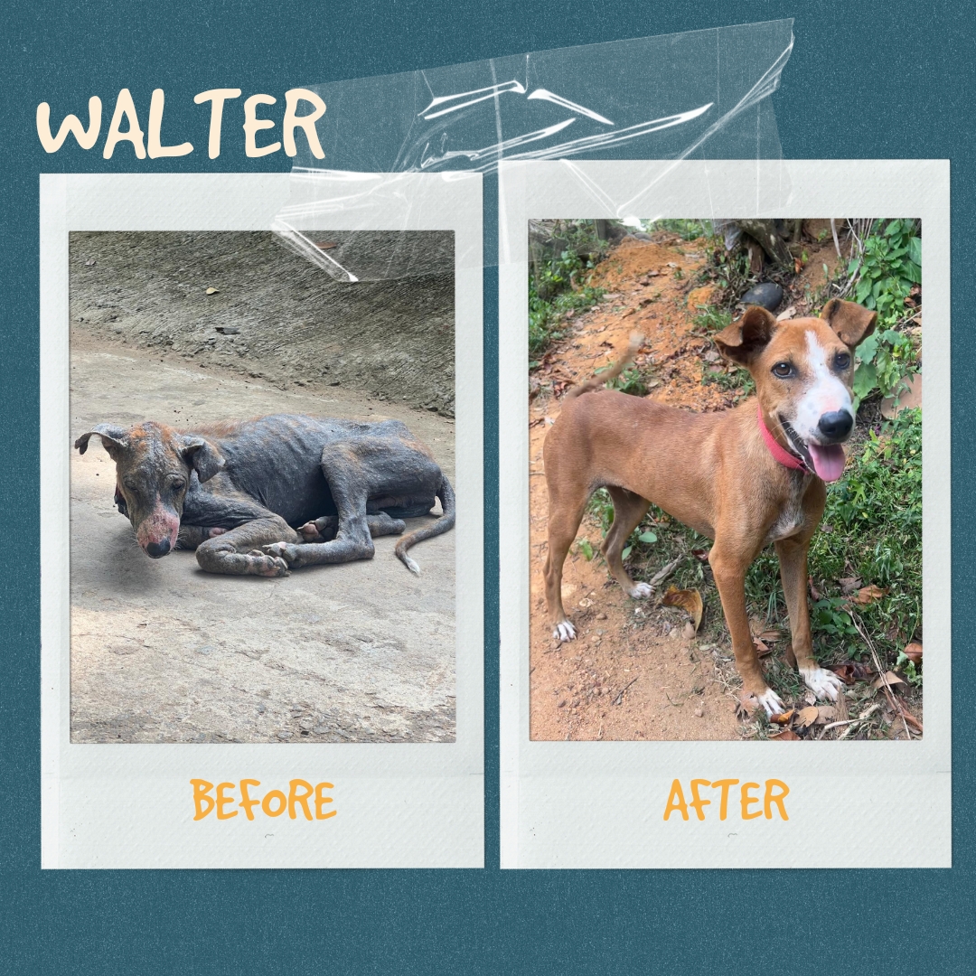 Walter, nasty nasal infection, tick fever, mange and starving